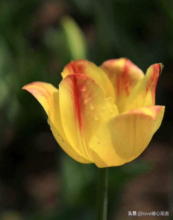 郁金香花语和寓意是什么（关于郁金香的传说和不同朵数的含义）