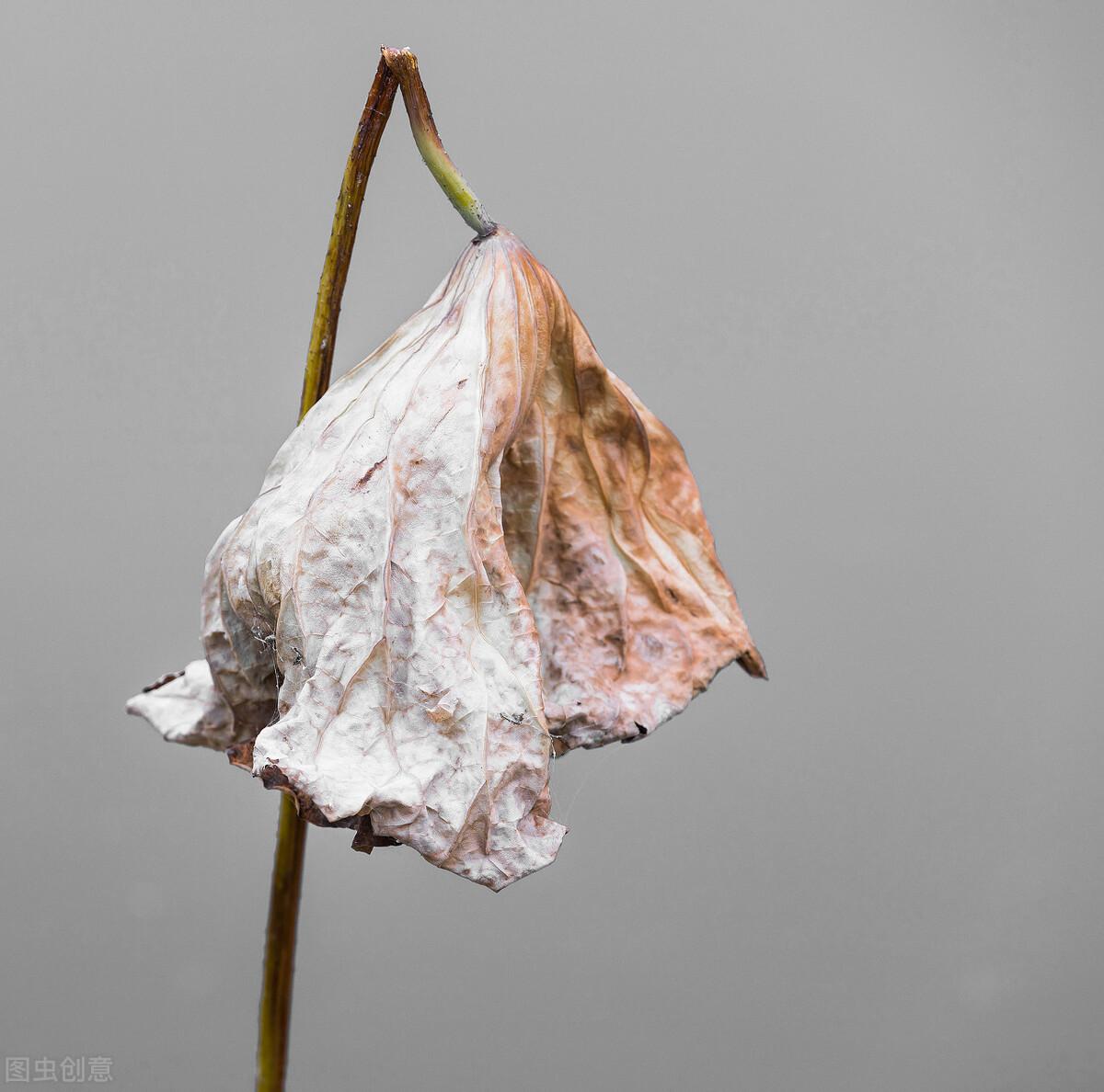 荷花的寓意和象征（盘点荷花的各种价值）