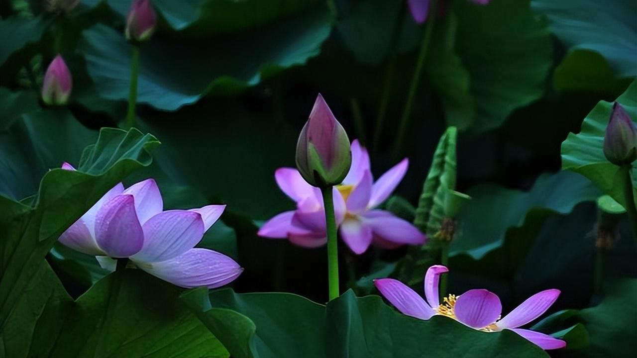 莲花的文化内涵与象征意义是什么（探讨莲花在不同文化中的不同寓意）