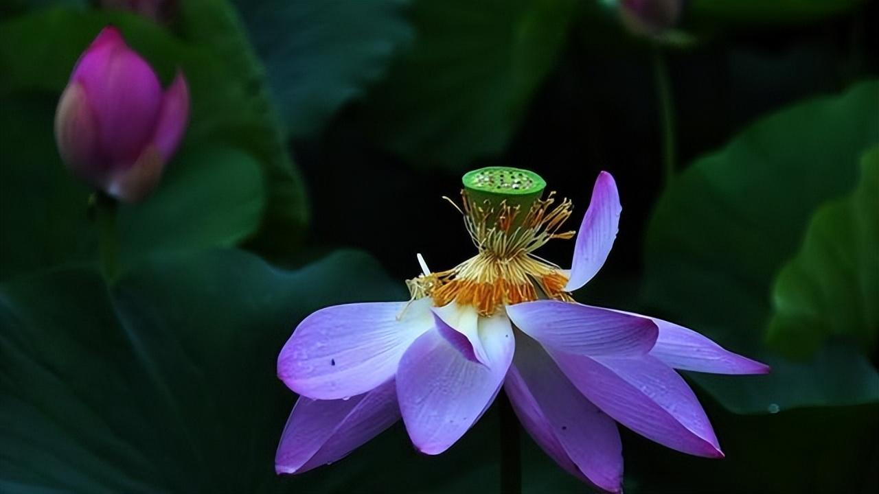 莲花的文化内涵与象征意义是什么（探讨莲花在不同文化中的不同寓意）